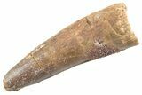 Fossil Spinosaurus Tooth - Real Dinosaur Tooth #360144-1